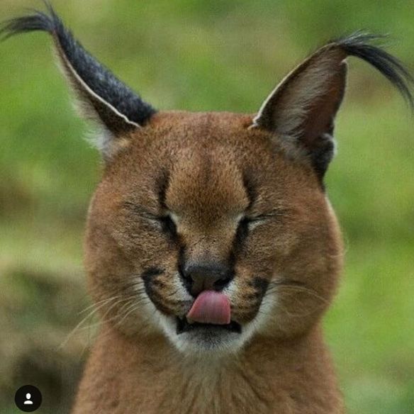 wp-1458116408130 image