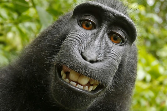 4866970_7_5301_l-un-des-selfies-du-macaque-indonesien_5139216cc5afdf42f1401777f15490ee